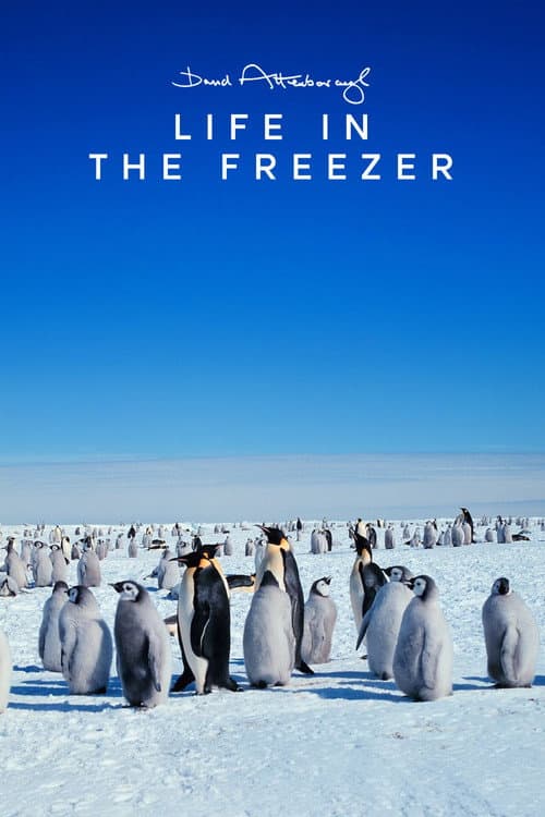 Life in the Freezer poster